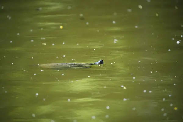 Sumpfschildkröte Freier Wildbahn — Stockfoto