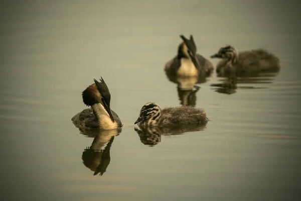 Gran Grebe Crestado Hábitat Natural — Foto de Stock