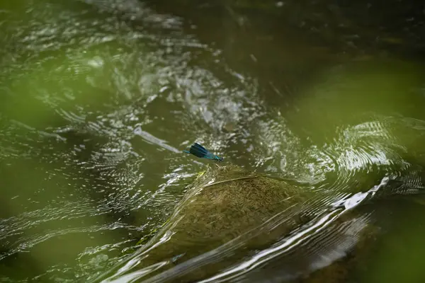 Libellule Bleue Dans Son Environnement — Photo