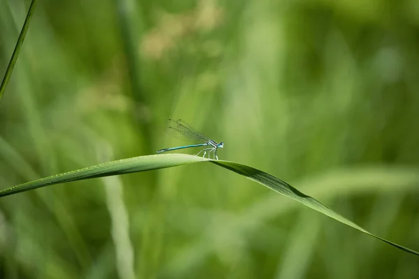 Blaue Libelle Ihrer Umgebung — Stockfoto
