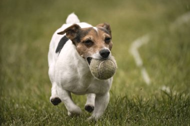 Jack Russell Terrier getiriliyor.