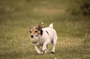 Jack Russell Terrier getiriliyor.