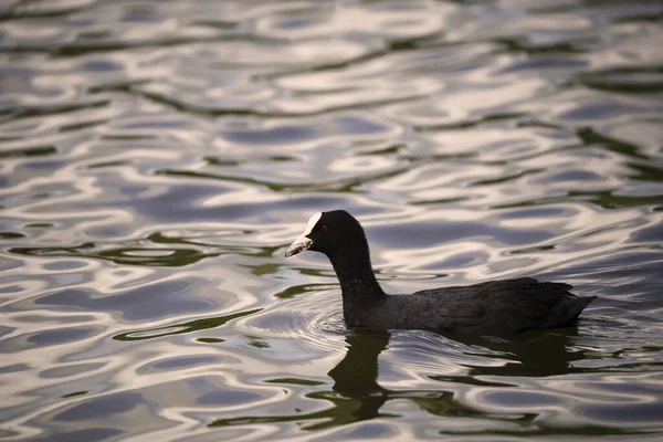 Blässhühner Auf Einem Teich Der Natur — Stockfoto