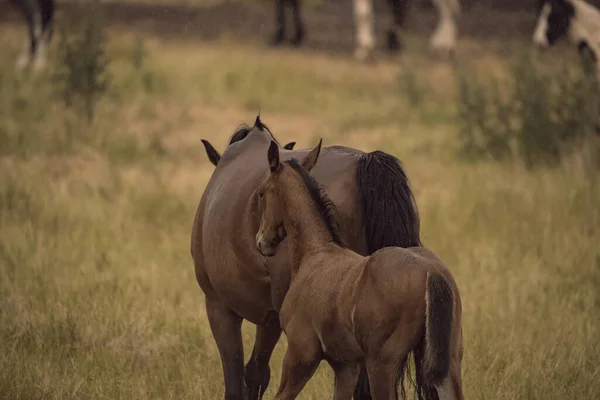 パドックの茶色の馬 — ストック写真