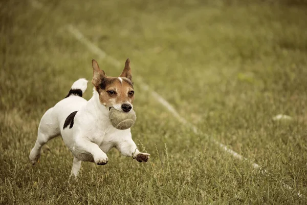 Jack Russell Terrier Aan Lijn Stockfoto