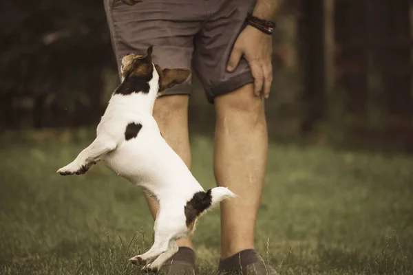 Russell Terrier Bahçede Çekici — Stok fotoğraf