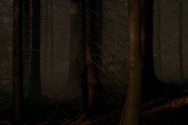 Gün batımından sonra dağ ormanı