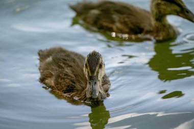 Yazın çayırlarda dolaşıyorum.