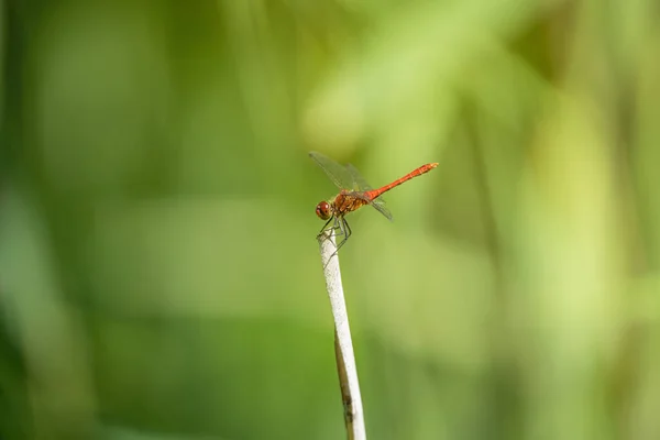 Toulat Louce Letním Dni — Stock fotografie