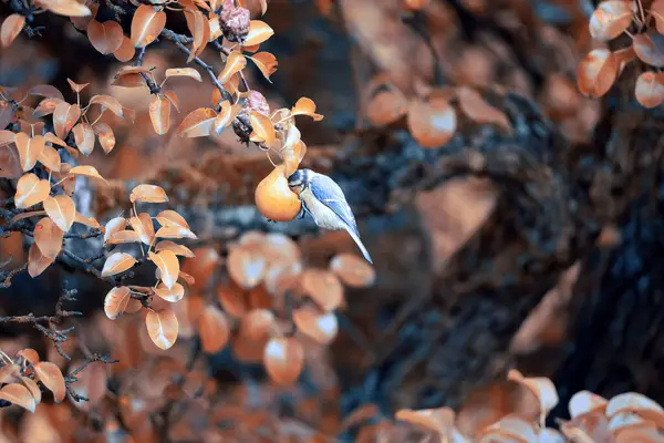 Blue Tit Eating Pear Garden — ストック写真