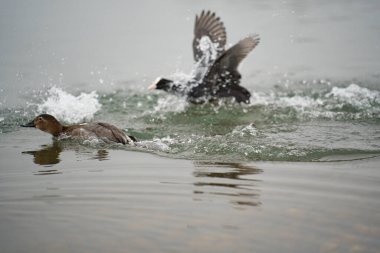Çoğu gölün etrafındaki kış doğası