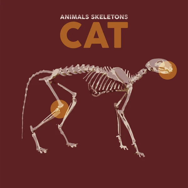 Cat Animals Skeletons — Stock Vector