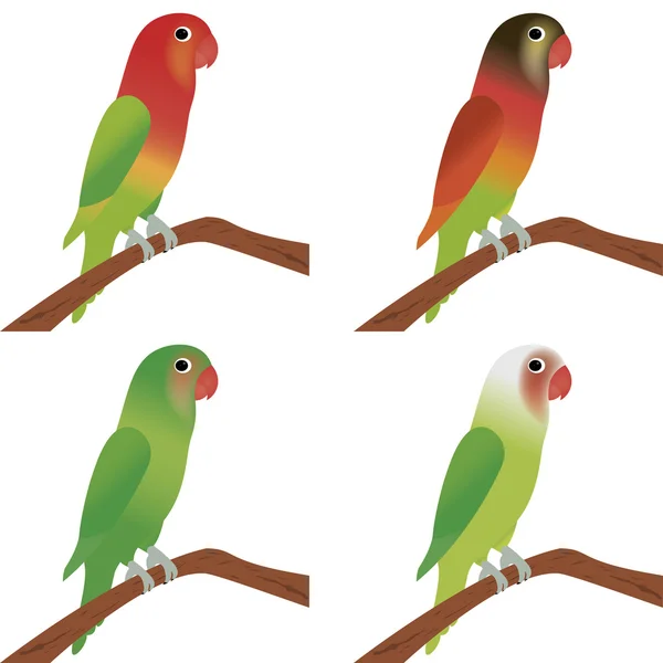Parrots — Stock Vector