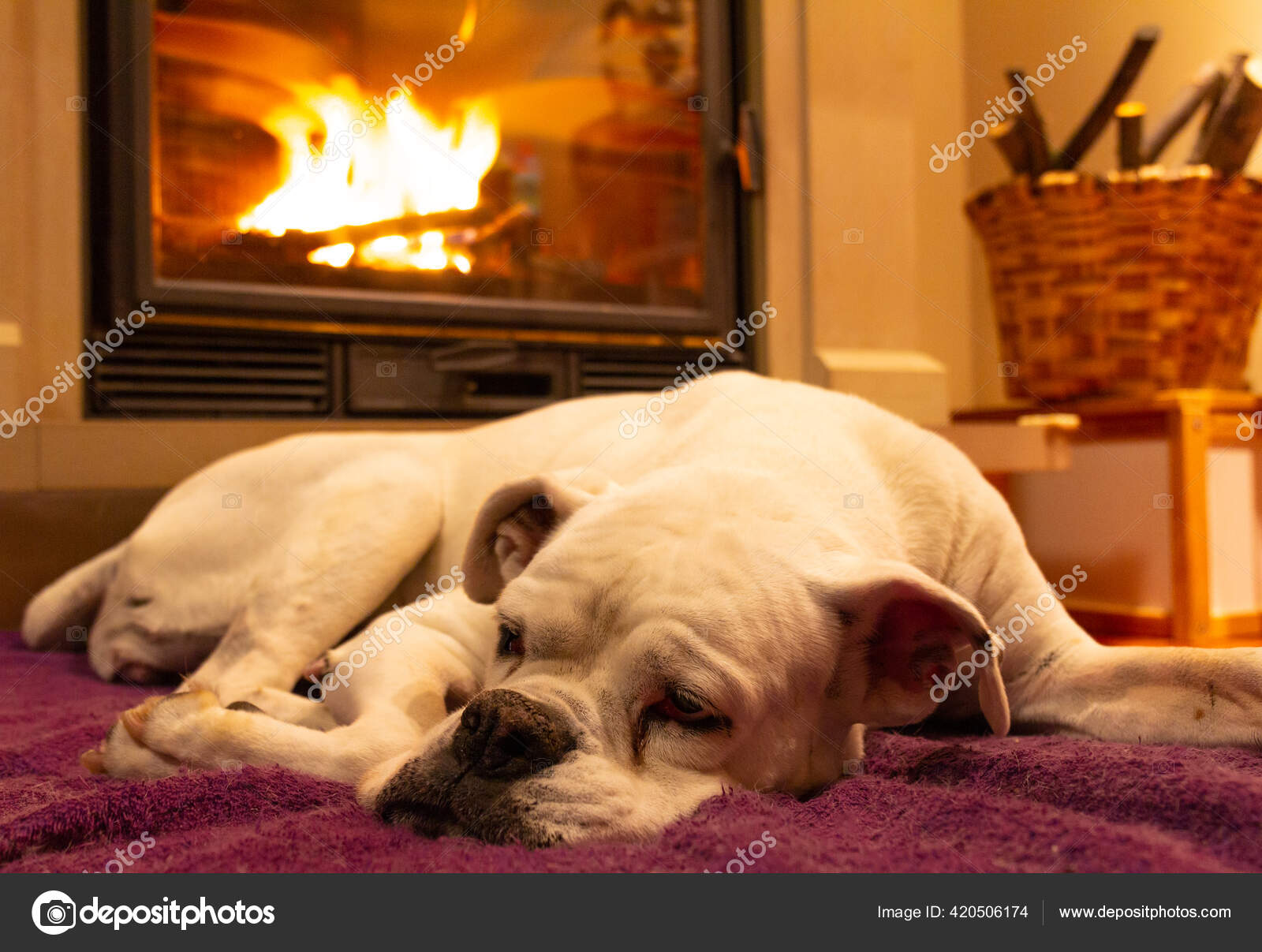 White Boxer Dog Sleeping Purple Rug Burning Fireplace Resting Dog Stock ...