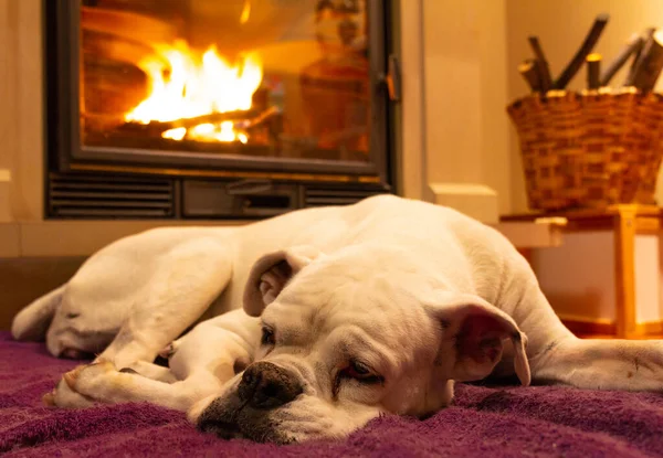 Perro Boxeador Blanco Durmiendo Una Alfombra Púrpura Cerca Chimenea Llamas — Foto de Stock