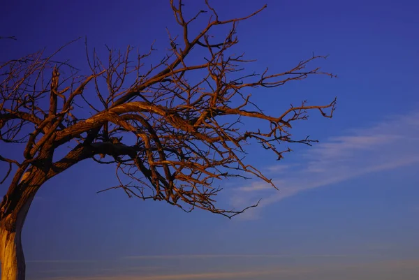 Alter Toter Trockener Baum Mit Kahlen Ästen Nahaufnahme Tiefblauer Himmel — Stockfoto