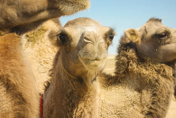 Bozkırda genç bir Moğol devesine yakından bakın..