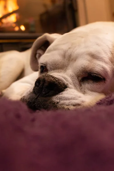 White boxer dog sleeping on a purple rug near the burning fireplace. Resting dog.