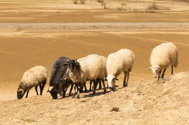 Kurak bir ortamda koyun sürüsü. Çöl. Küresel sıcaklık