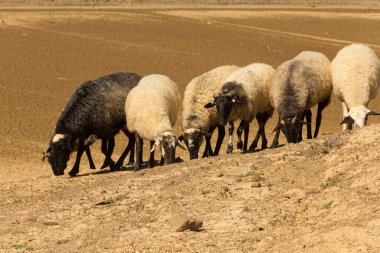 Kurak bir ortamda koyun sürüsü. Çöl. Küresel sıcaklık