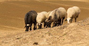 Kurak bir ortamda koyun sürüsü. Çöl. Küresel sıcaklık