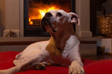 Beyaz boksör köpeği yanan şöminenin yanındaki kırmızı halıya uzandı. Dinlenen köpek.