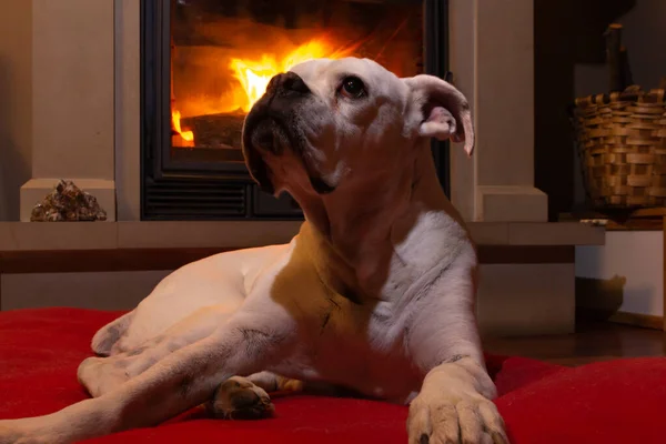 Perro Boxeador Blanco Acostó Una Alfombra Roja Cerca Chimenea Llamas — Foto de Stock