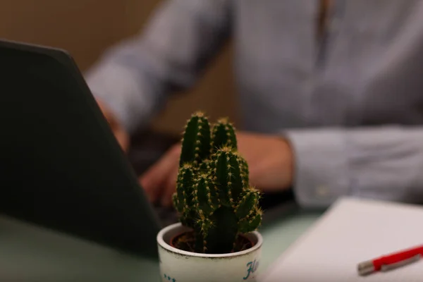 Bir kaktüs ve arka plandaki bilgisayarla çalışan kadın elli bir bilgisayar görüntüsünü kapat. Seçici odak