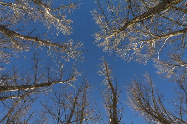 Ein Blick Hinauf Einen Pappelwald Bei Blauem Himmel Schuss Aus — Stockfoto