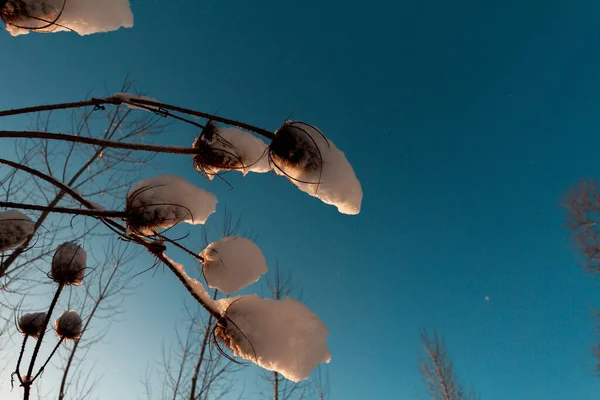 Nahaufnahme Von Mehreren Teelichtern Mit Schnee Bedeckt Auf Einem Blauen — Stockfoto