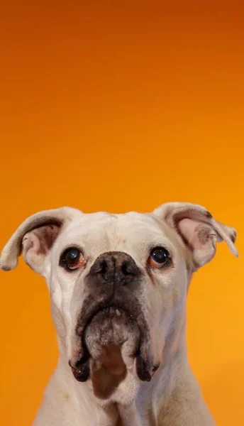 オレンジの背景に白いボクサー犬の肖像画 — ストック写真