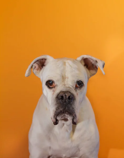 Retrato Perro Boxeador Blanco Sobre Fondo Naranja — Foto de Stock