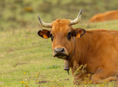 Dağdaki yeşil çimlerin üzerinde yatan bir ineğin portresi..
