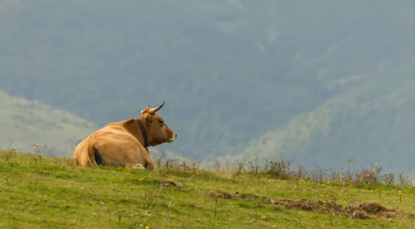 İspanya, Cantabria 'da yeşil çimlerin üzerindeki dağlara bakan alp kahverengi inek.