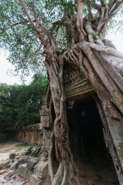 Ta Som tapınağı. Antik Khmer mimarisi Angkor Wat kompleksindeki bir ağacın dev kökleri altında Siem Reap, Kamboçya.