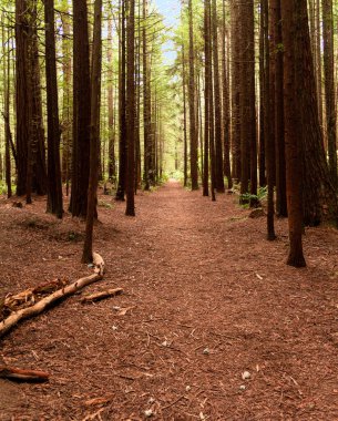 Ormanın içinde patikası olan Sequoia Ormanı. Rotorua Kuzey Adası 'nda (Yeni Zelanda)