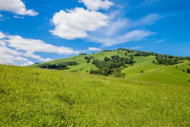 Mavi gökyüzü ve bulutların arka planında yeşil çimen ve ağaçların manzarası. Altai 'deki tepe bölgesi..