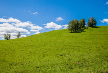 Tepedeki ağaçlar. Altai dağlık arazilerinde çayır manzarası.