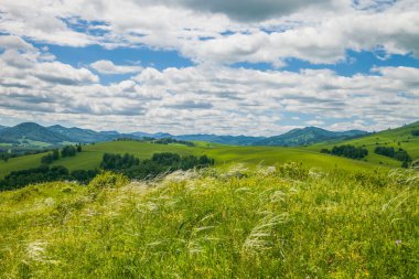 Çiçekli dağ çayırları, tepeler ve bulutlu mavi gökyüzü. Altai..