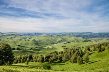 Altai 'deki ağaçlı tepe manzarası.