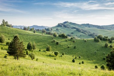 Tepelerde yapayalnız ağaçlar. Altai dağları ve tepeleri olan yaz manzarası. Altai Dağı, Güney Sibirya, Rusya
