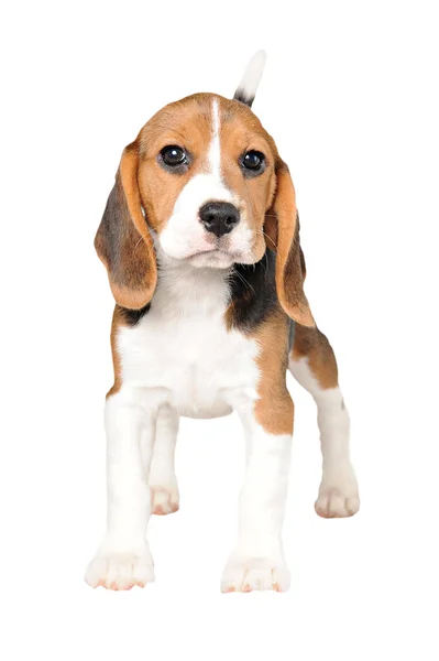 Beagle em fundo branco — Fotografia de Stock
