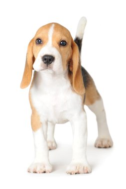Beagle beyaz zemin üzerine