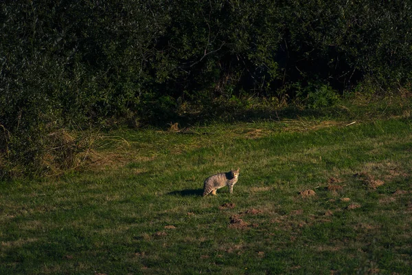 野猫狩りの巻牧草地で — ストック写真