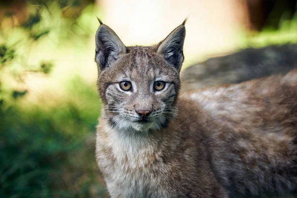 Portrait Iberian Lynx — Stock Photo, Image