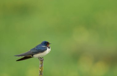 Ambar kırlangıcı (Hirundo rustica) yeşil arka planda oturuyor
