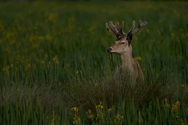 孤独的小红鹿 Cervus Elaphus 在草丛中观察 — 图库照片