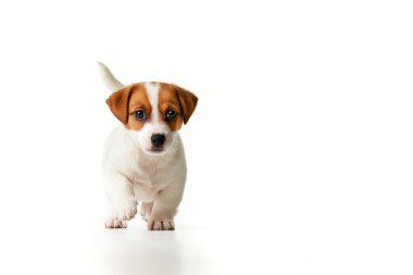 Jack Russell Terrier köpek yavrusu yürüyor ve kameraya bakıyor.