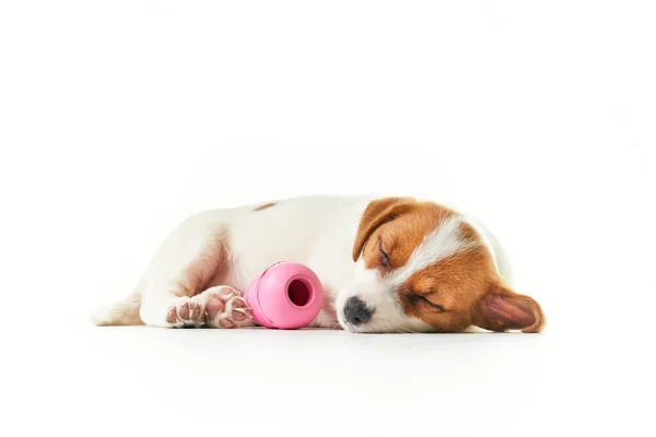 Jack Russell Terrier Welpe Schläft Mit Einem Spielzeug — Stockfoto