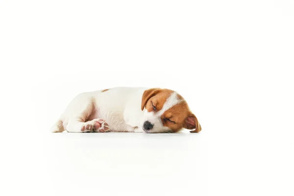 Jack Russell Terrier Kiskutya Alszik — Stock Fotó